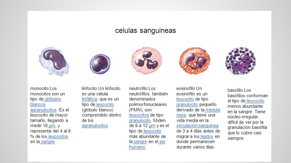 Tipos de globulos blancos agranulocitos